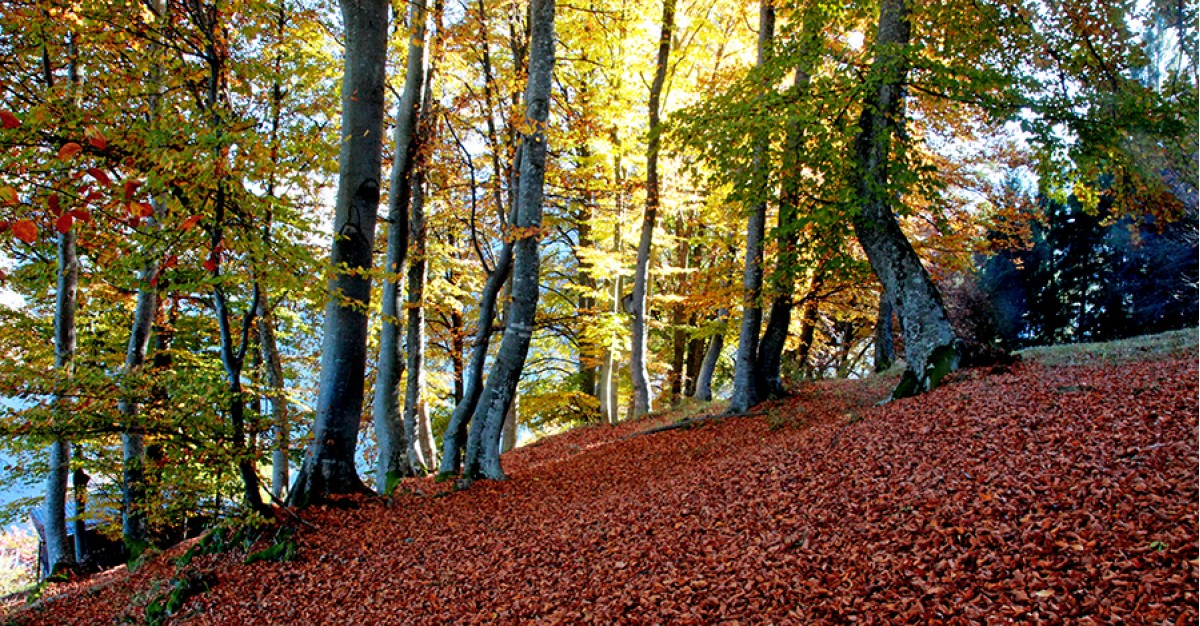 L'albero e il linguaggio