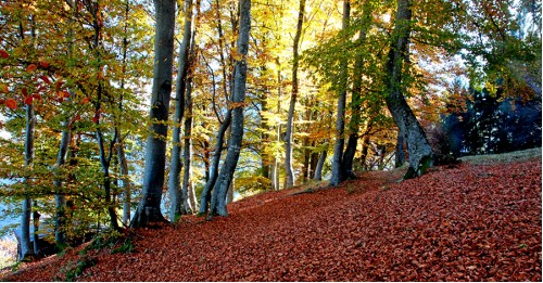 L'albero e il linguaggio